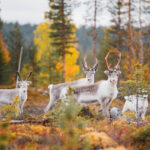Wat te doen in Lapland in de zomer