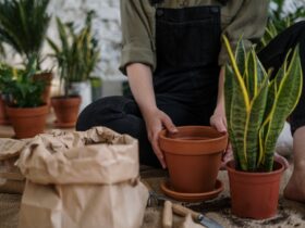 Klimaatbescherming bij het planten: tips voor tuinieren met turfvrije grond