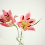 Geef je humeur een boost op een natuurlijke manier met bloemen!