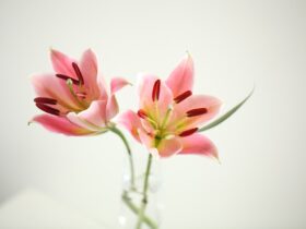 Geef je humeur een boost op een natuurlijke manier met bloemen!