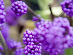 Sierbessenstruiken brengen kleur in de winterse tuin