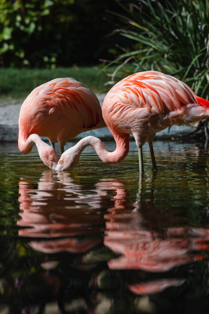 flamingo's van St. Pete/Clearwater