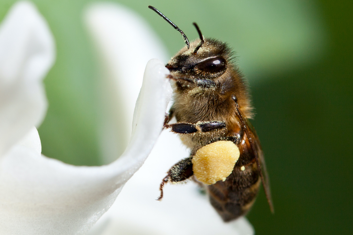 Help de bijen - bied een verscheidenheid aan planten aan!