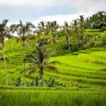 7 dingen die je niet mag missen op Bali
