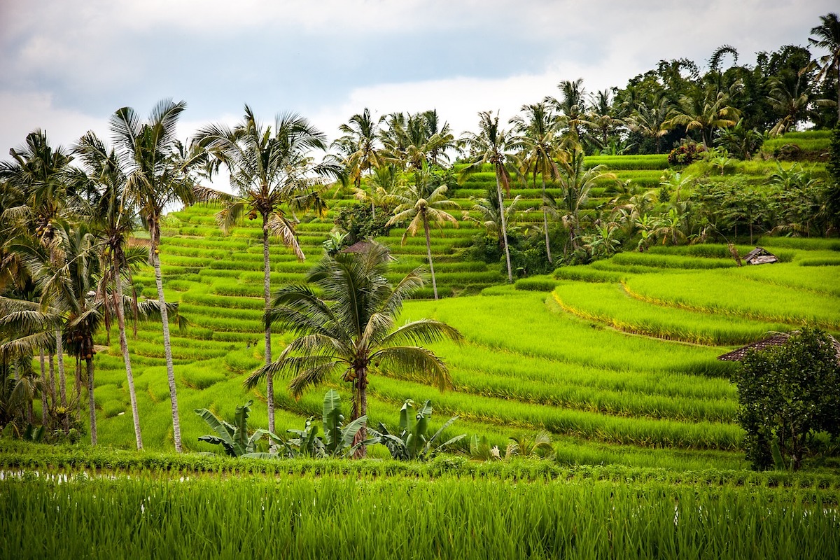 7 dingen die je niet mag missen op Bali