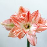 Zo verzorg je een Amaryllis bol