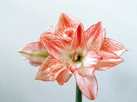 Zo verzorg je een Amaryllis bol