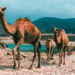 Top 10 meest instagrammable plekken in Oman