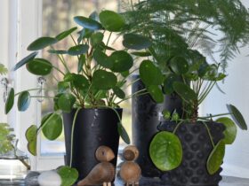 Groene planten die geen groene vingers nodig hebben