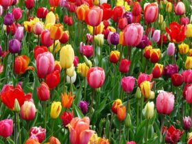 6 weetjes over tulpen