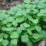 Winterpostelein: Fris aroma en veel vitamine C