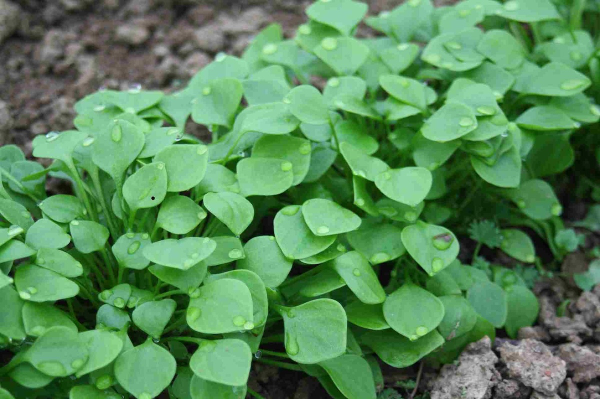 Winterpostelein: Fris aroma en veel vitamine C