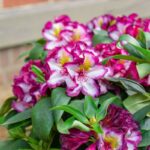 Happydendron: Happy in de tuin
