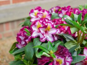 Happydendron: Happy in de tuin
