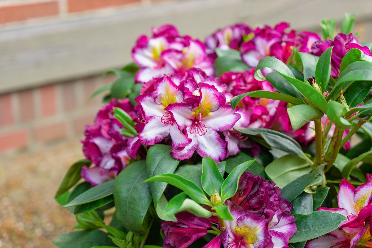 Happydendron: Happy in de tuin
