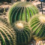 Planten die goed tegen droogte kunnen