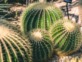 Planten die goed tegen droogte kunnen