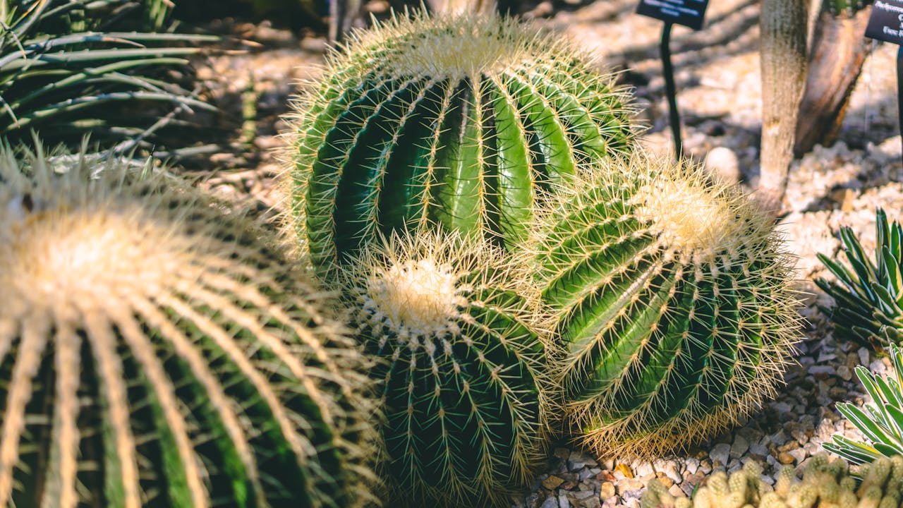 Planten die goed tegen droogte kunnen