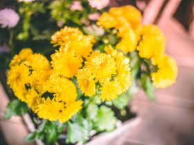 Verzorgingstips voor chrysanten