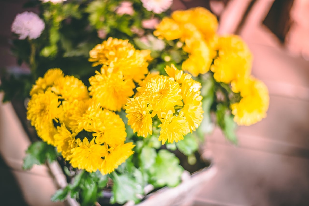 Verzorgingstips voor chrysanten