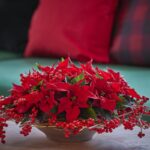 Zo verzorg je een mini kerstster