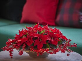 Zo verzorg je een mini kerstster