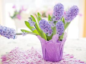 Verzorging en tips voor hyacinten - van bol tot bloem