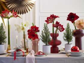 Kerstbloemen - in de boom, op tafel, in de pot, in de vaas!