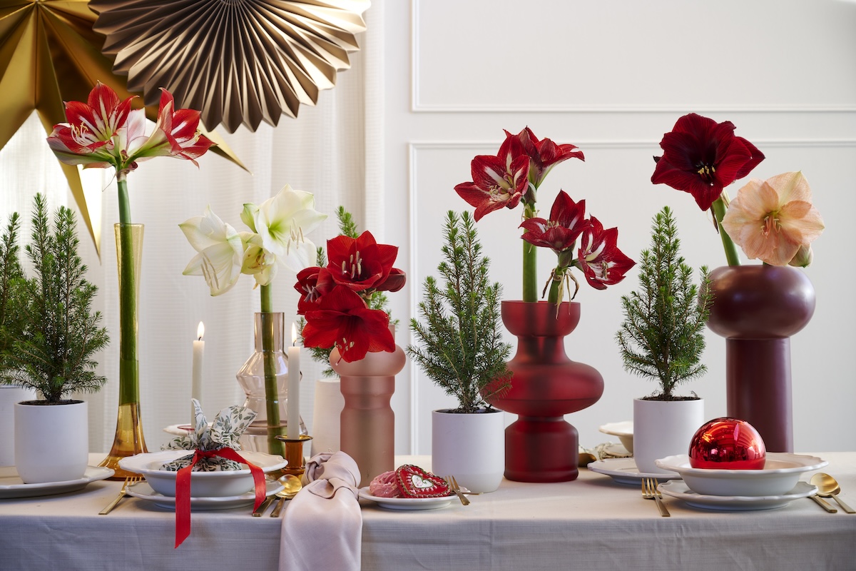 Kerstbloemen - in de boom, op tafel, in de pot, in de vaas!