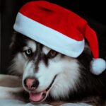 Tips voor de veiligheid van huisdieren tijdens de feestdagen