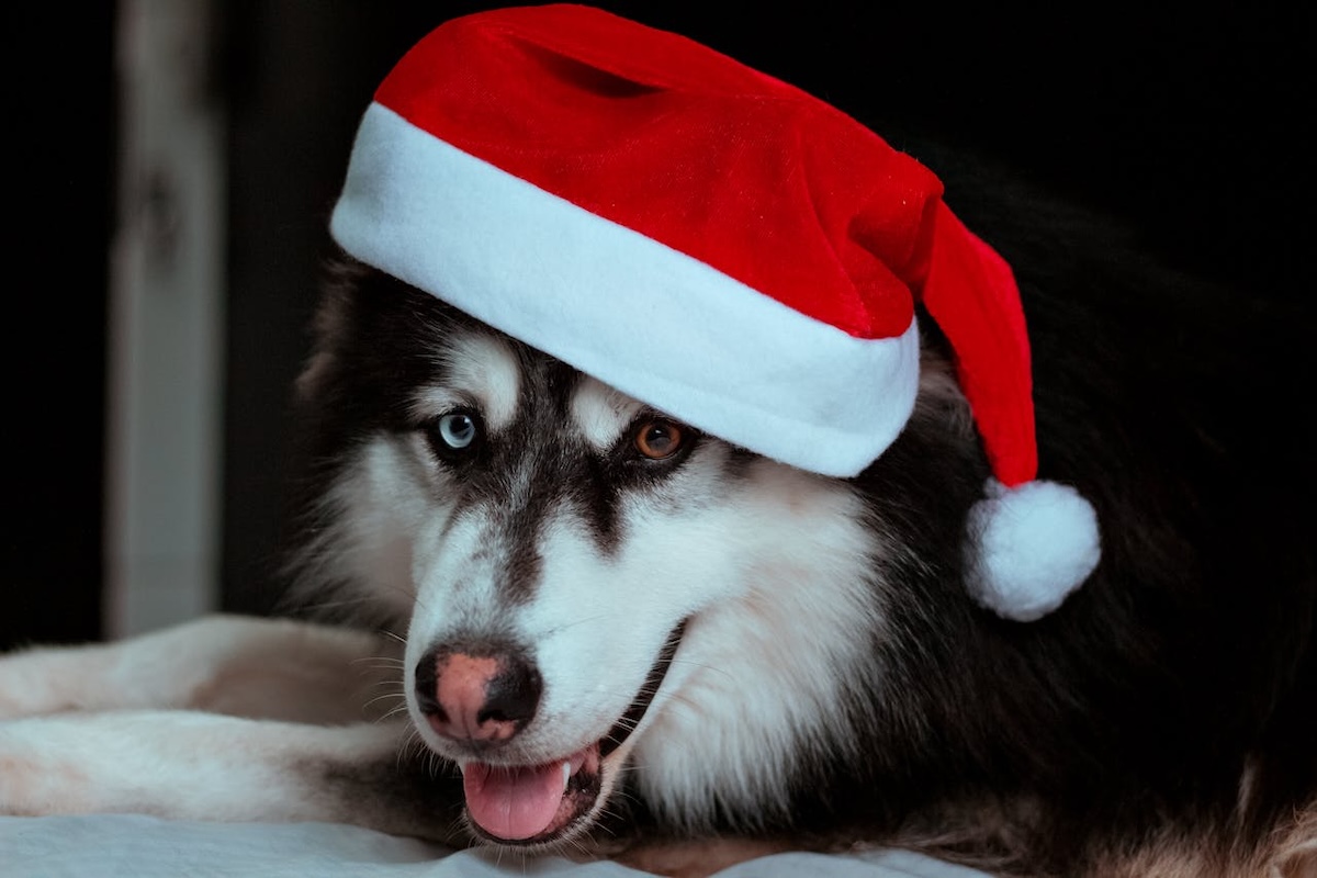 Tips voor de veiligheid van huisdieren tijdens de feestdagen