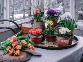Buiten donker - binnen lente! Laat je inspireren door planten voor je vensterbank