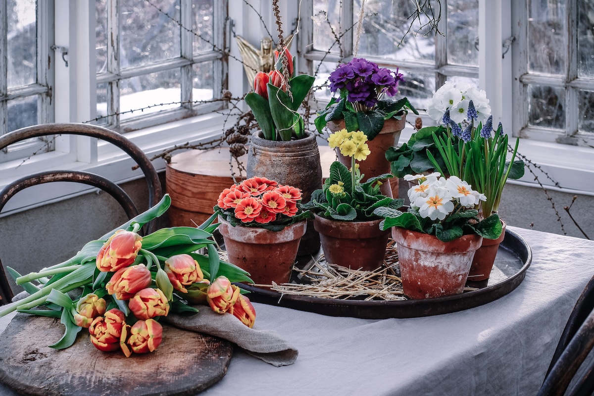 Buiten donker - binnen lente! Laat je inspireren door planten voor je vensterbank