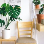 Drie tips die je planten helpen groeien en bloeien