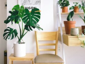 Drie tips die je planten helpen groeien en bloeien