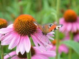 Bloemen en planten die we in het voorjaar direct in de grond kunnen zaaien