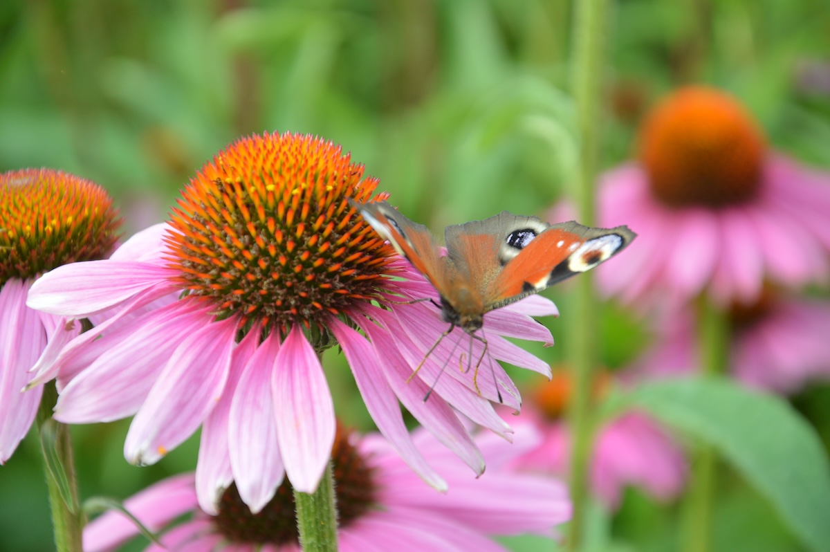 Bloemen en planten die we in het voorjaar direct in de grond kunnen zaaien