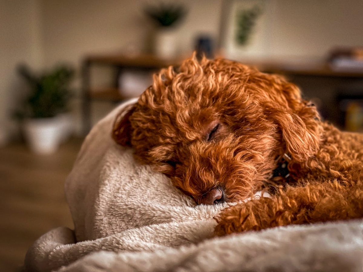 Een puppy kiezen: met het hart… maar ook met het hoofd