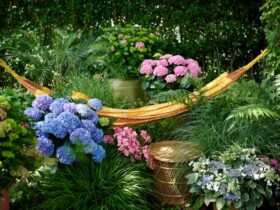 Hortensia: kleurrijke oppepper voor tuin en terras