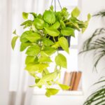 Creëer een junglegevoel in huis met hangplanten