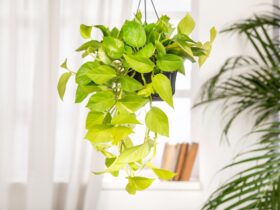 Creëer een junglegevoel in huis met hangplanten