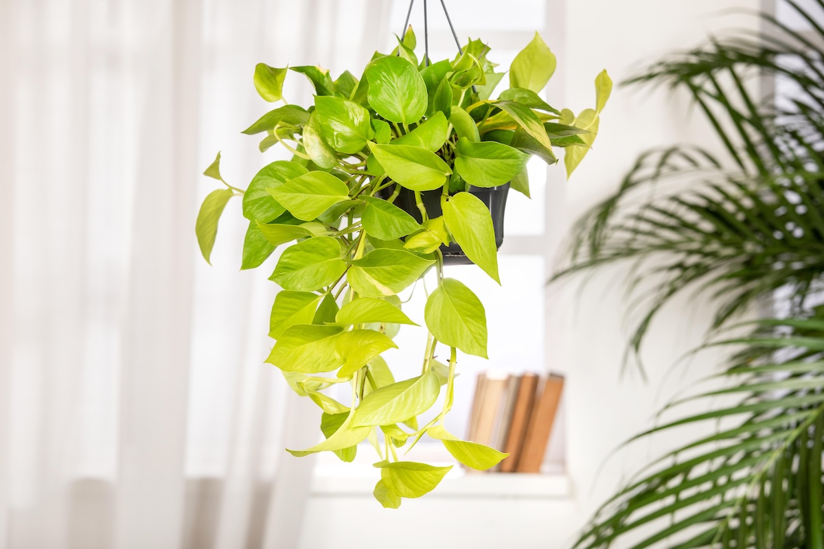 Creëer een junglegevoel in huis met hangplanten