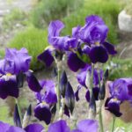 Iris: de godin van de regenboog