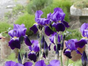Iris: de godin van de regenboog