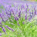 Lavendel: Hemels mooie bloemen