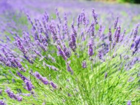 Lavendel: Hemels mooie bloemen
