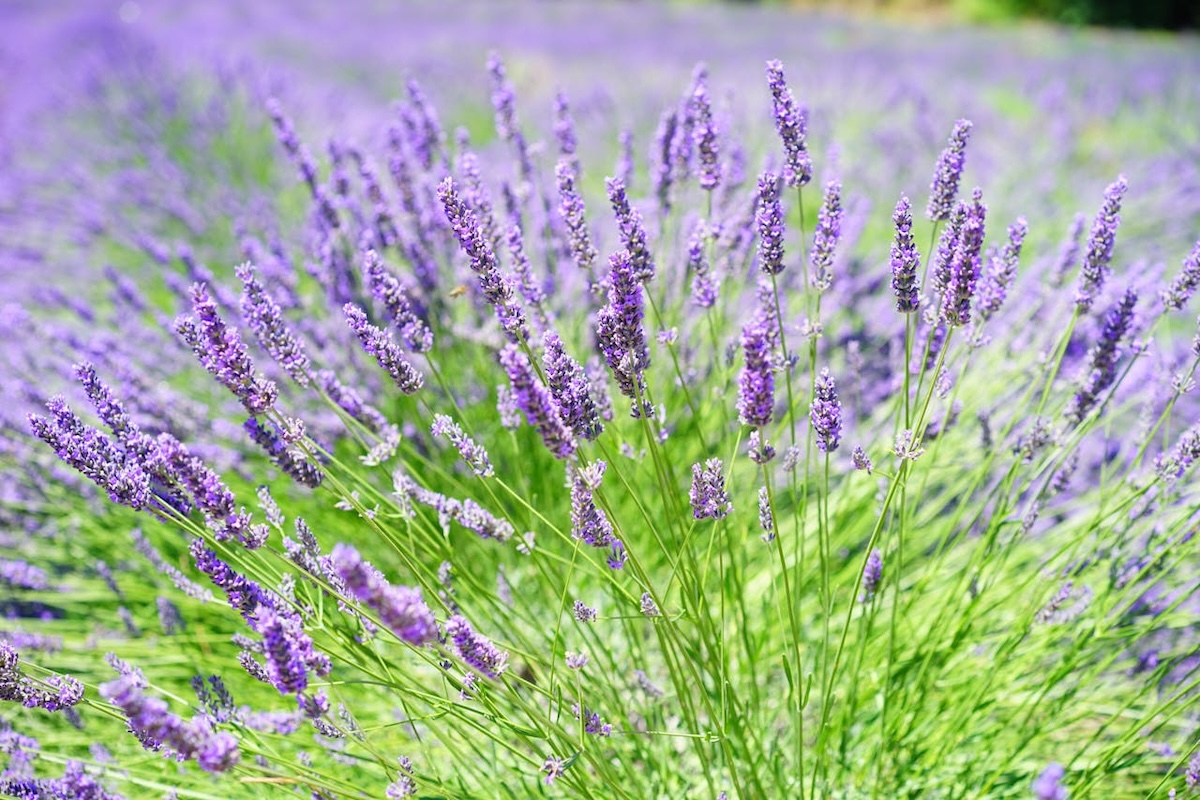 Lavendel: Hemels mooie bloemen