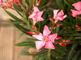 Beleef mediterrane bloemendromen thuis