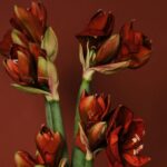 Amaryllis - de beste tips van professionals!