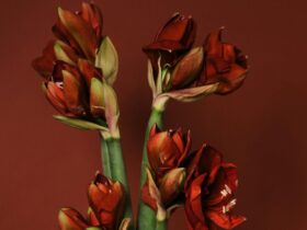 Amaryllis - de beste tips van professionals!